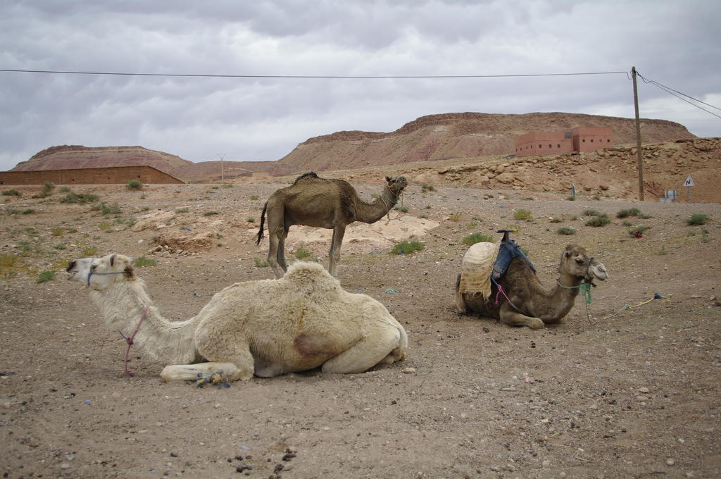 Kasbah La Cigogne Bed & Breakfast Ait Benhaddou Exterior photo